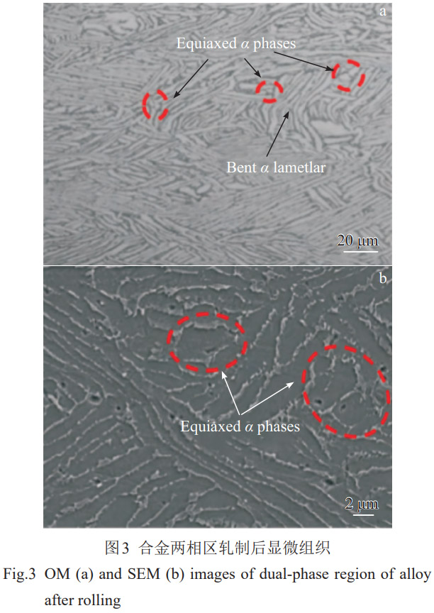 1774953506204812.jpg 3.jpg